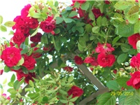 5dc4f617-Picture 583.jpg